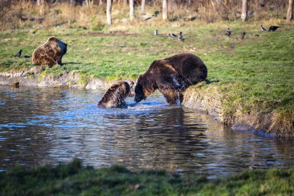 ヨーロッパの茶色のクマは水の中で遊んでアクション画像 — ストック写真