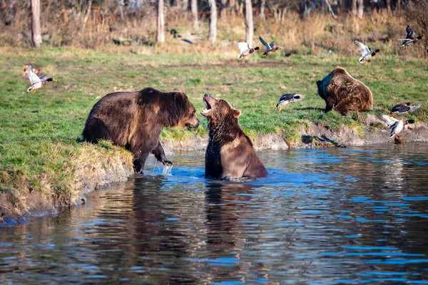 European Brown Bears Playing Water Action Picture — Stock Photo, Image