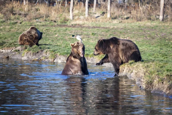 ヨーロッパの茶色のクマは水の中で遊んでアクション画像 — ストック写真
