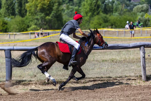 Jumping Horse Rider Race Track — Fotografia de Stock