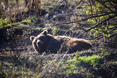 Çayırdaki kahverengi ayı. Büyük Boz Ayı. Ursus arktos..