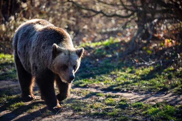 Çayırdaki kahverengi ayı. Büyük Boz Ayı. Ursus arktos..