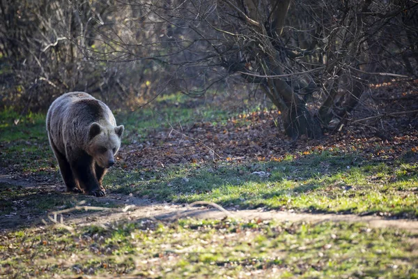 Çayırdaki kahverengi ayı. Büyük Boz Ayı. Ursus arktos..