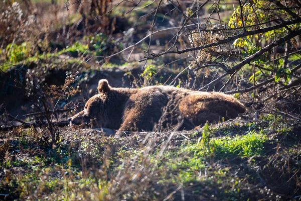 Çayırdaki kahverengi ayı. Büyük Boz Ayı. Ursus arktos..
