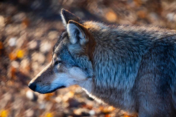 Feeding Grey Wolf Forest Late Autumn — Foto de Stock