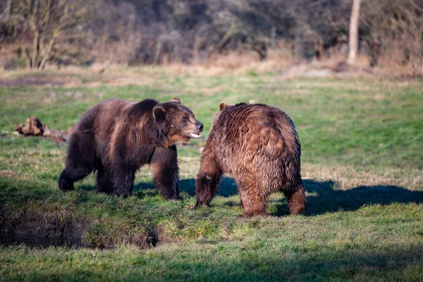 Brown Bears Playing Meadow — Stok fotoğraf