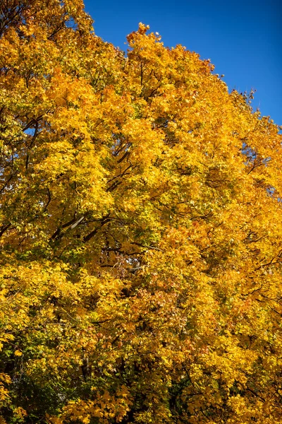 Барвистий Осінній Пейзаж Горі Початку Осені — стокове фото