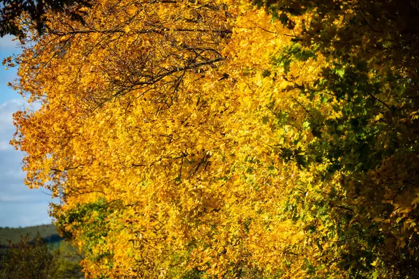 Bunte Herbstlandschaft Gebirge Frühherbst — Stockfoto