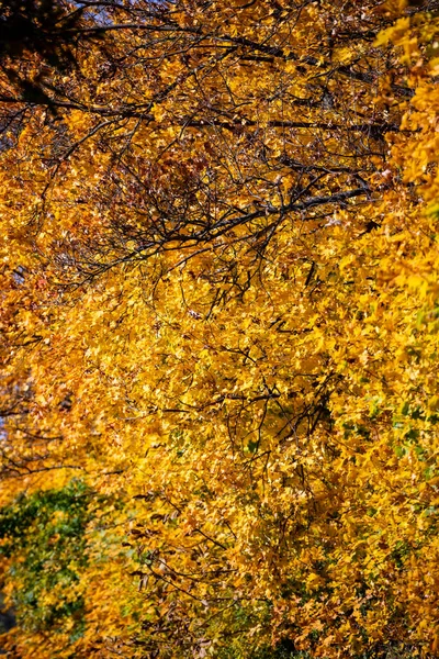 Paisagem Outono Colorido Montanha Início Outono — Fotografia de Stock