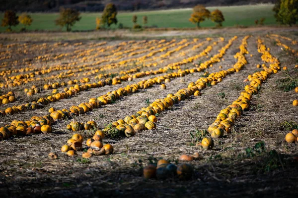 Champ Patch Citrouille Avec Différents Types Citrouilles Énormes Pour Les — Photo