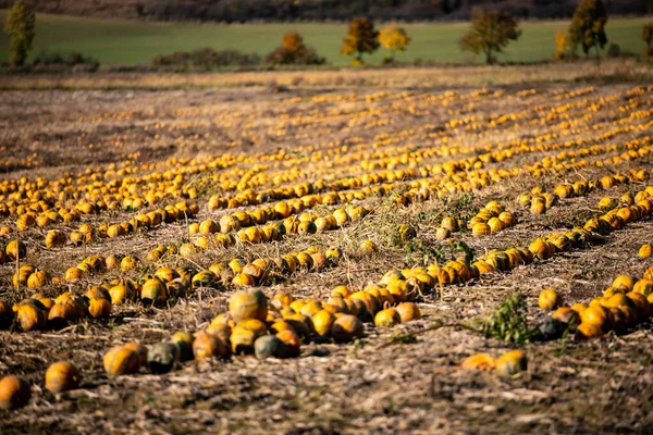 Pompoen Patch Veld Met Verschillende Soorten Enorme Pompoenen Voor Halloween — Stockfoto