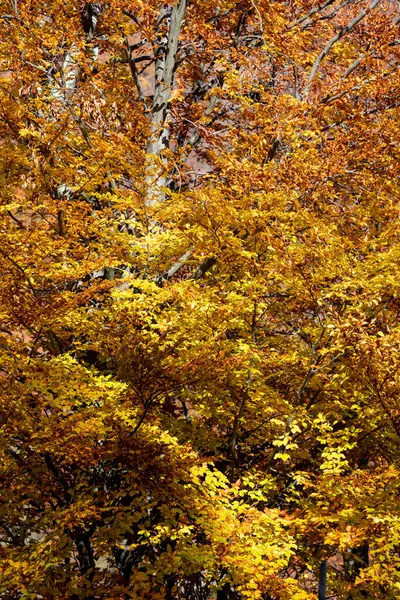 Färgglada Höst Landskap Berget Början Hösten — Stockfoto