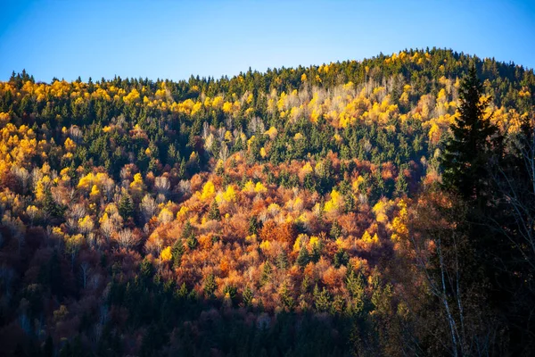 Bunte Herbstlandschaft Gebirge Frühherbst — Stockfoto