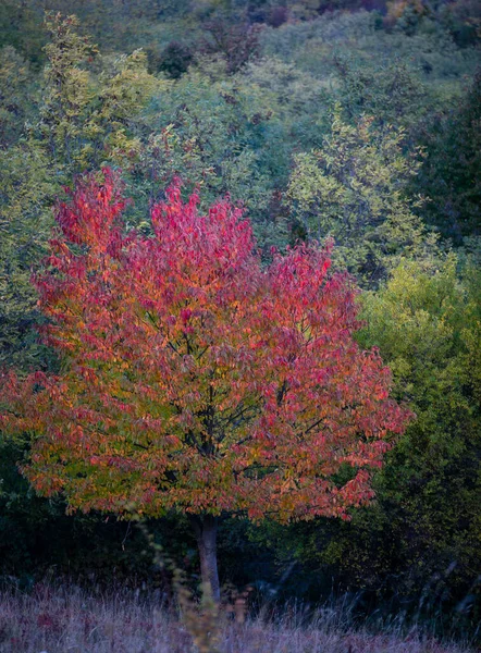 Paisagem Outono Colorido Montanha Início Outono — Fotografia de Stock