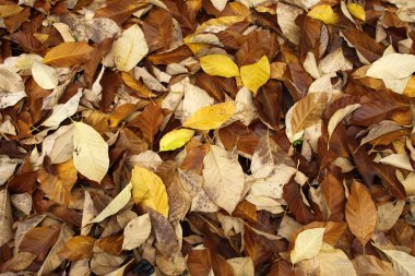 Sonbahar Yaprakları