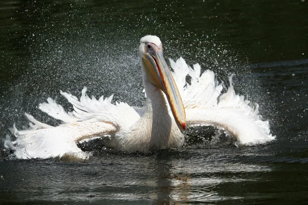 Pelican — Stock Photo, Image