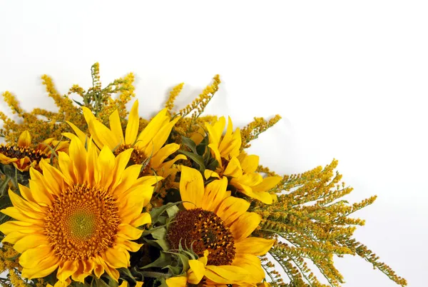 Sunflowers — Stock Photo, Image