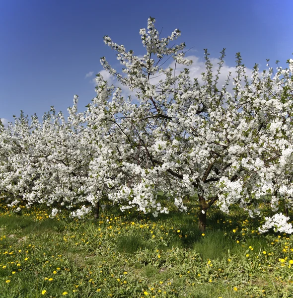 Frutteto — Foto Stock