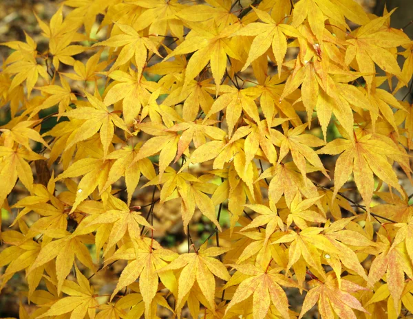 Hojas de otoño — Foto de Stock