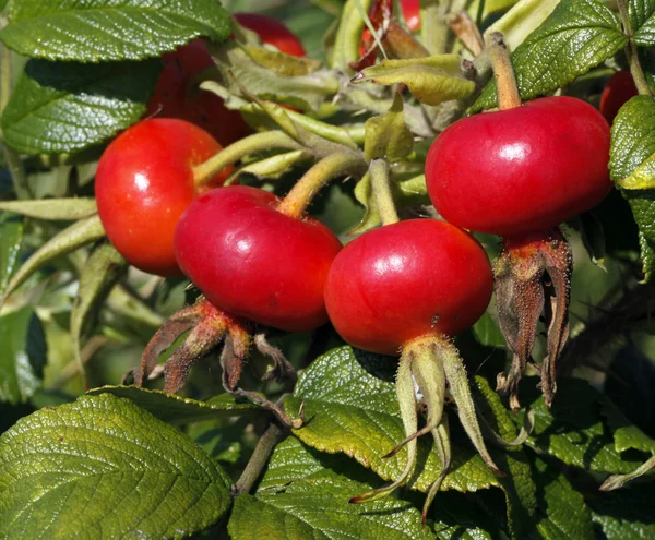 The dog rose — Stock Photo, Image