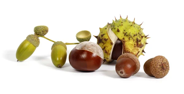 Chestnuts and acorns — Stock Photo, Image