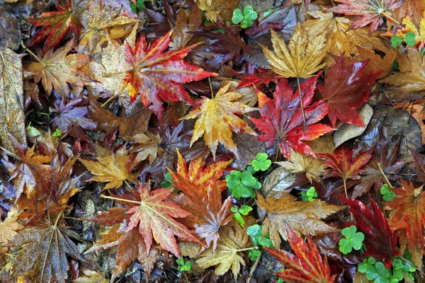 Herfstbladeren — Stockfoto