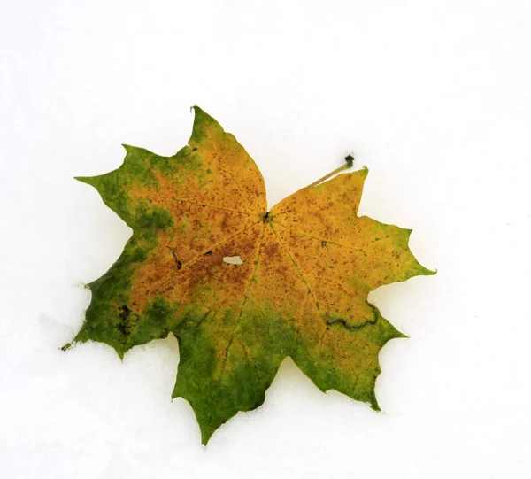 Autumn leaf — Stock Photo, Image