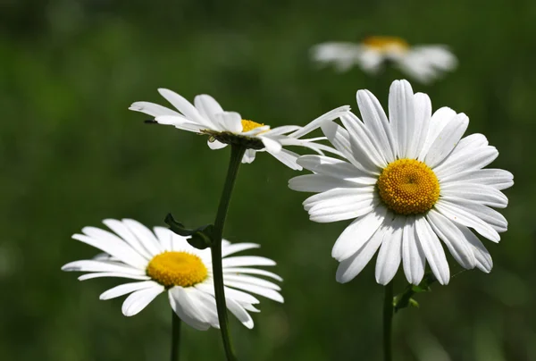 Flores — Fotografia de Stock