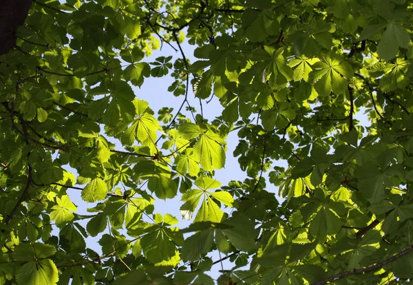 Yeşil yapraklar — Stok fotoğraf