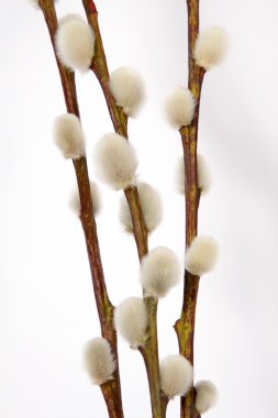 Paskalya yumurtaları