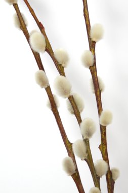 söğüt