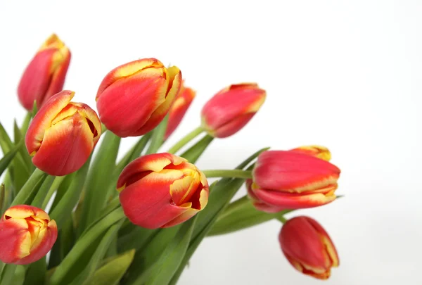 Tulips — Stock Photo, Image