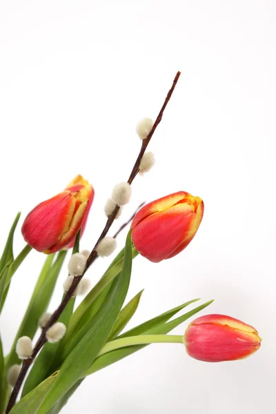 Tulips — Stock Photo, Image