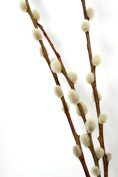 Catkins — Stock Photo, Image