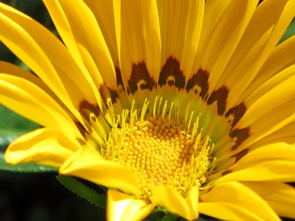 Yellow flowerhead — Stock Photo, Image