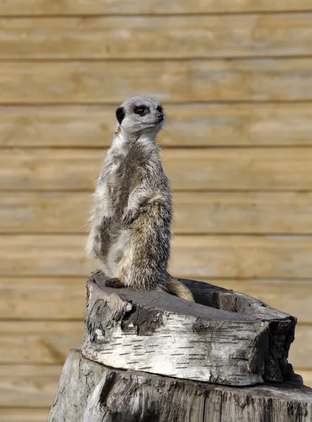 Lone Meerkat. —  Fotos de Stock