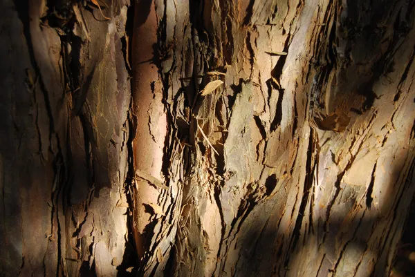 वृक्ष शेपटी नमुना — स्टॉक फोटो, इमेज