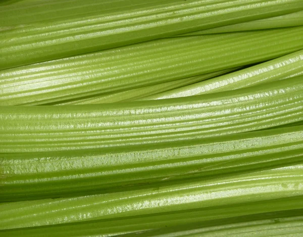 Frischer Sellerie — Stockfoto