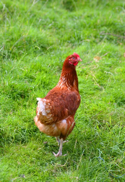 Poulet brun dans le champ — Photo