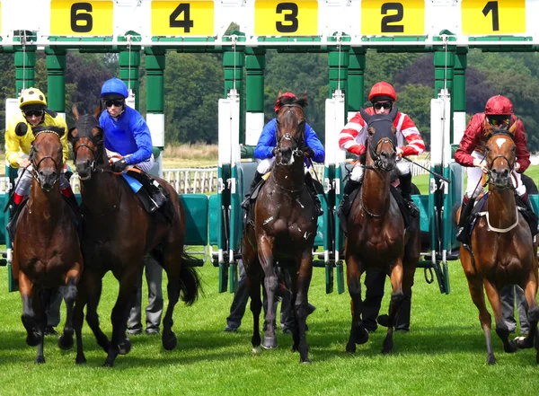 York Races — Stock Photo, Image