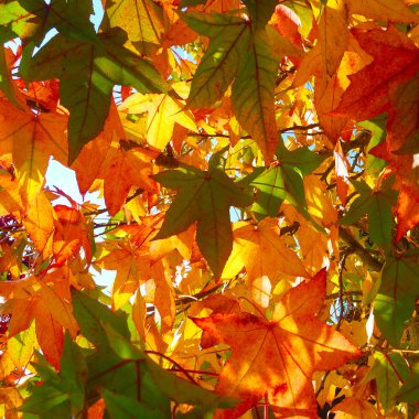 ağaç üzerinde renkli yaprakları