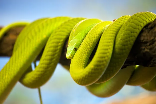 Groene mamba opgerold op een tak — Stockfoto