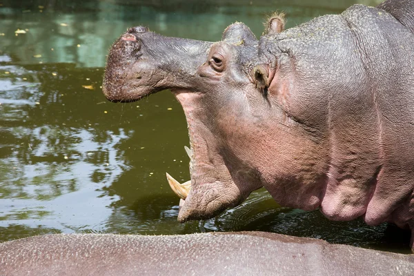 Hipopótamo con la boca abierta — Foto de Stock