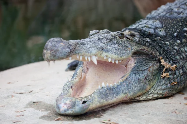 Nílusi krokodil tátott szájjal — Stock Fotó