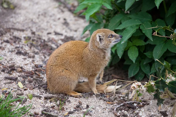 Gul mongoose — Stockfoto