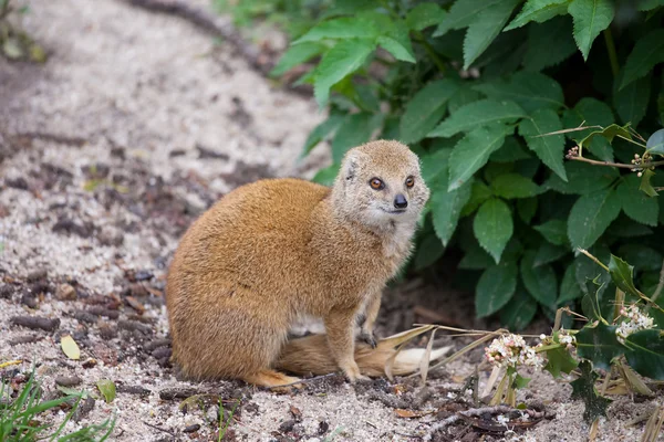 Yellow Mongoose — Stock Photo, Image