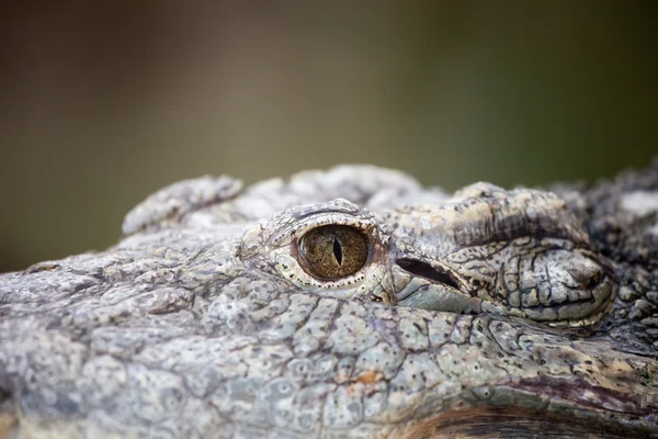 尼罗河鳄鱼的眼睛 — 图库照片