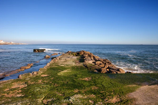 Masse couverte d'algues sur l'océan Atlantique — Photo