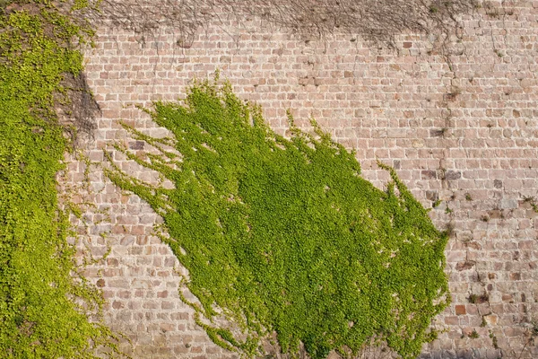 Ivy klätterväxter på slottet vägg — Stockfoto