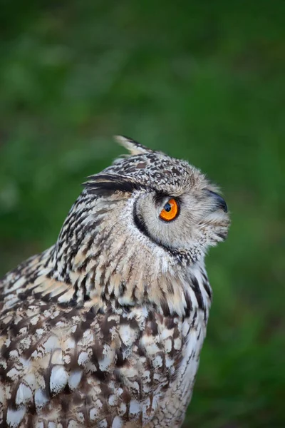 Indian Eagle Owl (Bubo bengalensis) or Bengal Eagle Owl, Rock Eagle Owl, family: Strigidaenative, region: Indian Subcontinent.